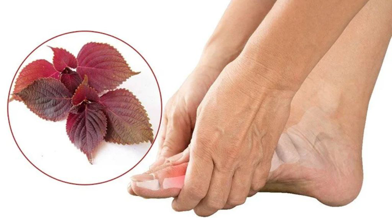 Cách làm bột tía tô